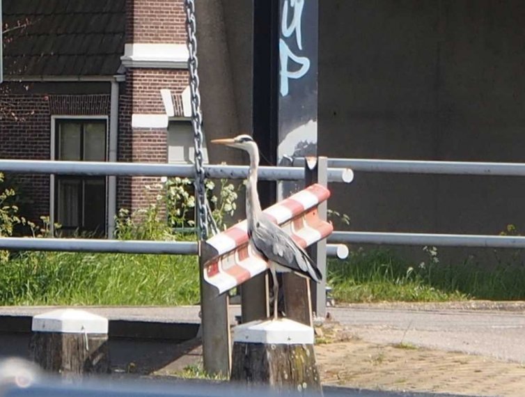 020 gouda_ijmuiden